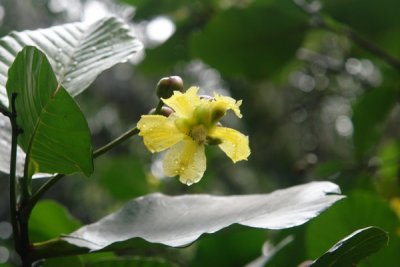 Bogor Botanical Gardens