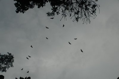 Bogor Botanical Gardens - Flying foxes