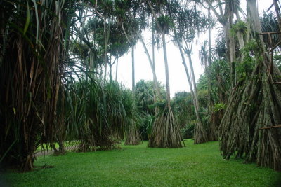 Bogor Botanical Gardens