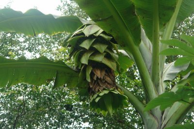 Bogor Botanical Gardens - bananas