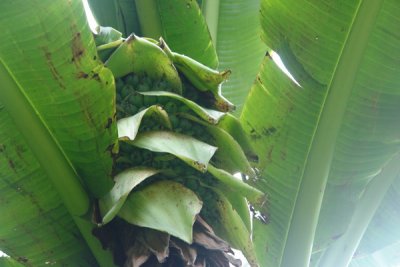 Bogor Botanical Gardens - around 20+ rows