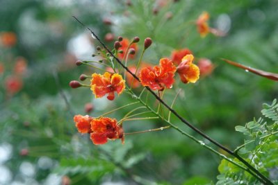 Bogor Botanical Gardens