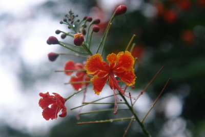 Bogor Botanical Gardens