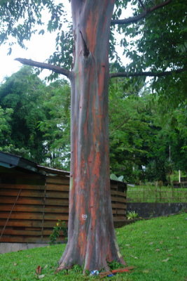 Bogor Botanical Gardens