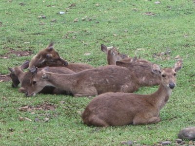 Bogor deer herd