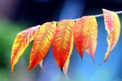 Orange leafs