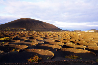 Volcanic wine fields