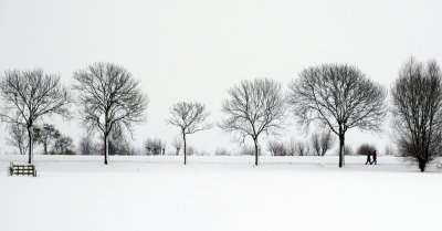 Trees in snowscape