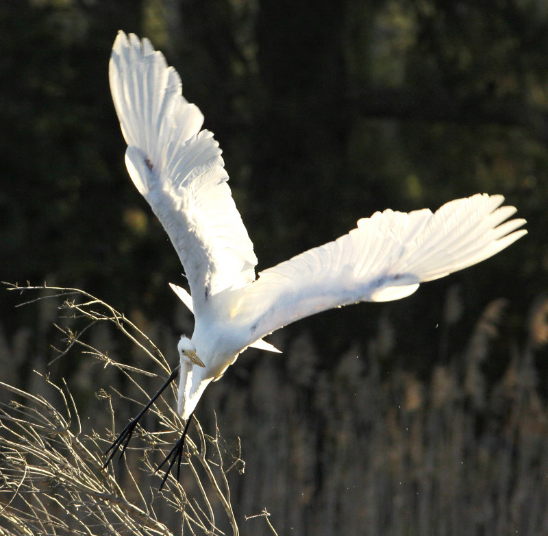 Great egret taking off