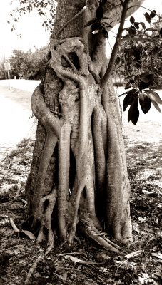 Banyan Tree, Sanibel Island