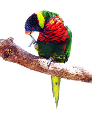 Lorikeet