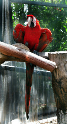 Red Macaw.