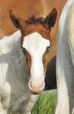 Chincoteague Foal