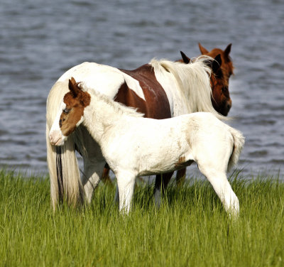 Chincoteague Pony with Foal2