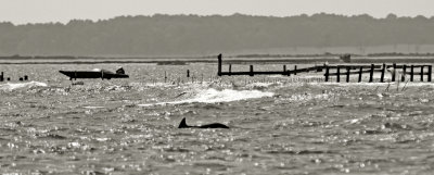 Dolphin Sighting, Chincoteague Channel