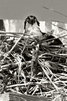 Mama Osprey in Her Nest