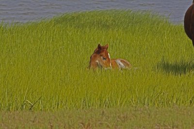 Resting Foal