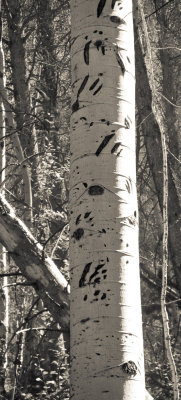 Bear Tracks on Aspen Tree