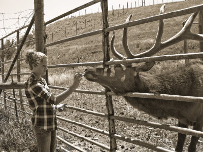 Shayna Feeding Clyde, Craig, CO