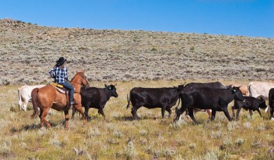 Cattle Driving 2