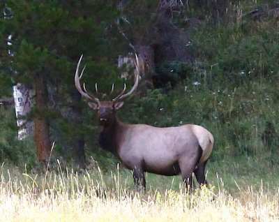 Bighorn Elk