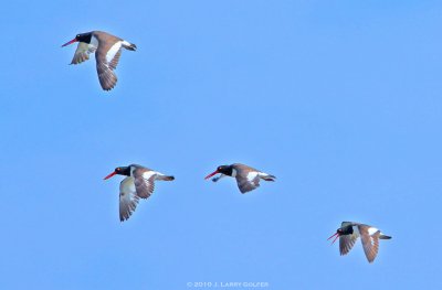 American Oystercatchers