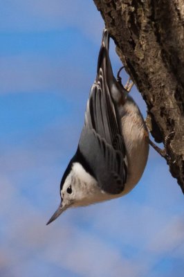 Nuthatch