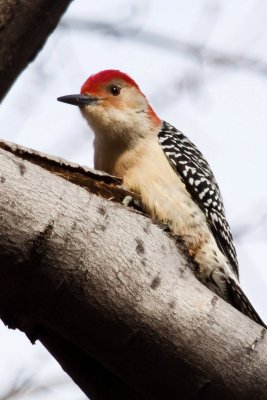 Red-bellied woodpecker1