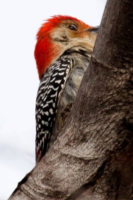 Red-bellied woodpecker2