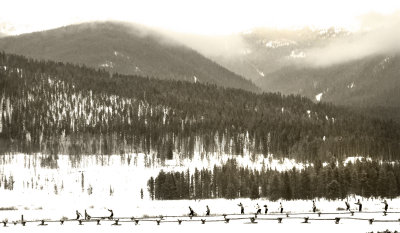 Nordic Racers