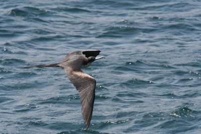 IMG_2253.JPG
