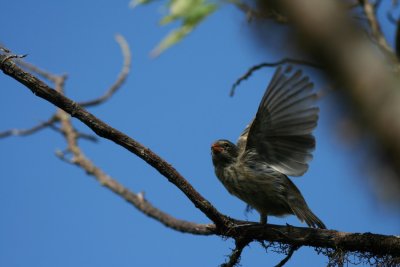 IMG_3795.JPG