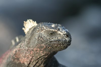 IMG_4278.JPG