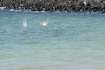 IMG_4412.JPG