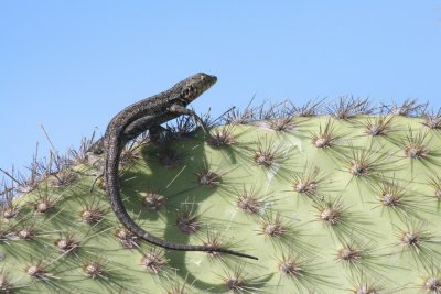 IMG_4546.JPG