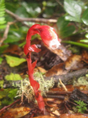 A non-photosynthetic plant growing on the forest floor