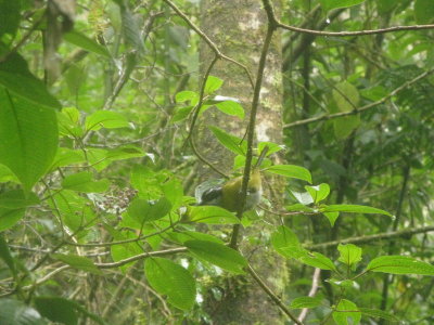 One of the many birds we saw that day, although we mostly saw woodpeckers
