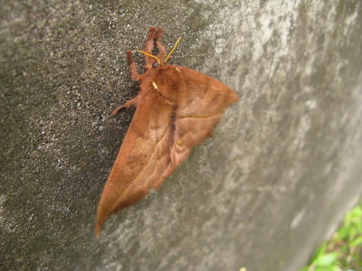 A local moth