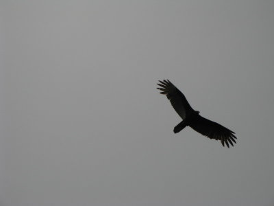 Black Vultures and Turkey Vultures were a common sight in Panama