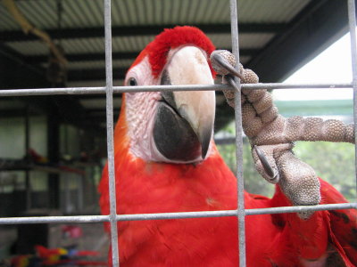They had beautiful scarlet macaws- They had several that were confiscated from a drug dealer, who was using them as guard birds!