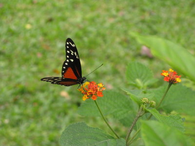 Gratuitous butterfly shot