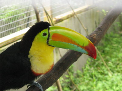 Toucans- although this was captive, I saw several in the wild on my was to San Blas later in the trip