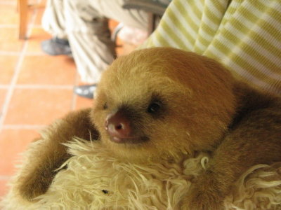 A baby two-toed sloth, who fell out of a tree and was being cared for at the center