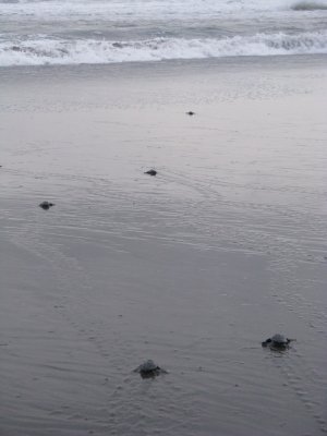 It's a big world for little turtles
