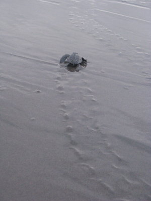 Makin' tracks