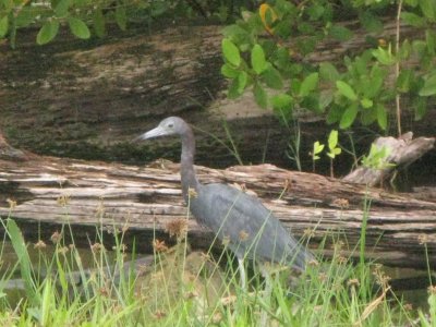 Local wildlife- I'm guessing some type of heron