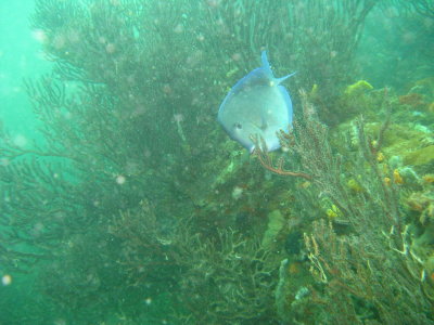 Fish in a sea of coral