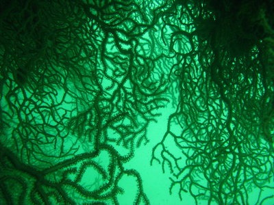 Coral growing under an overhang