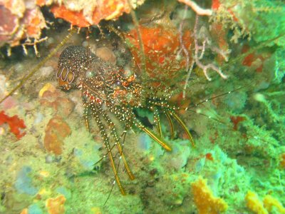 Some type of small spiny lobster