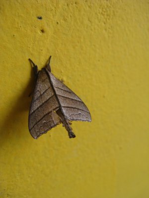 A leaf-looking moth